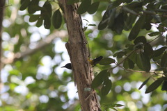 Icterus portoricensis