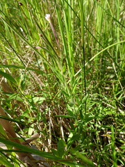 Epilobium strictum
