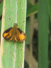 Choranthus vitellius