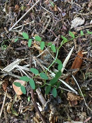 Vicia gigantea