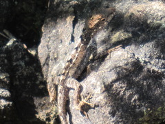 Anolis cristatellus cristatellus