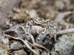 Pseudomogrus zhilgaensis