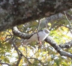 Prionops plumatus poliocephalus
