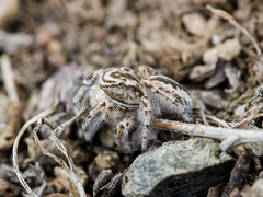 Pseudomogrus zhilgaensis