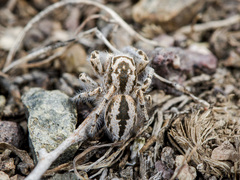 Pseudomogrus zhilgaensis