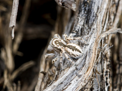 Pseudomogrus zhilgaensis