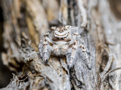 Pseudomogrus zhilgaensis