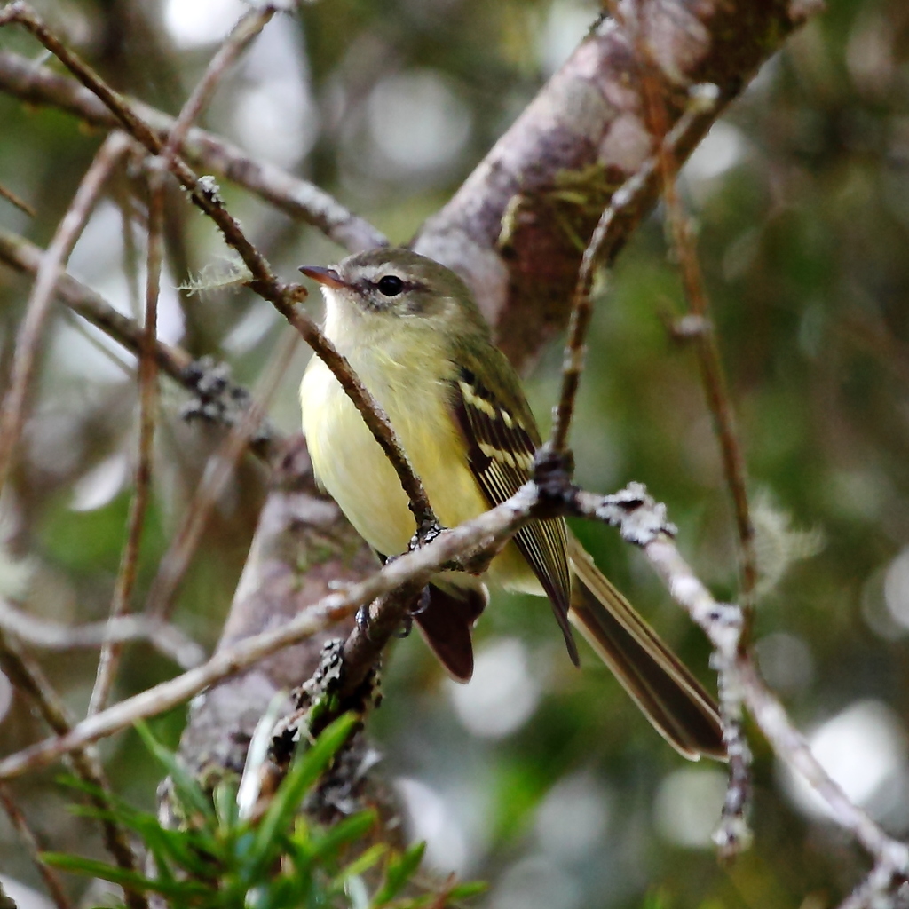 Greenish Tyrannulet photo