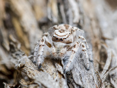 Pseudomogrus zhilgaensis