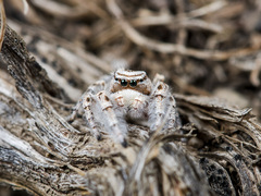 Pseudomogrus zhilgaensis