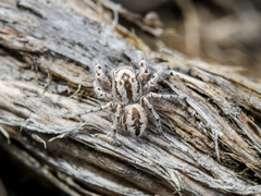 Pseudomogrus zhilgaensis
