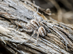 Pseudomogrus zhilgaensis