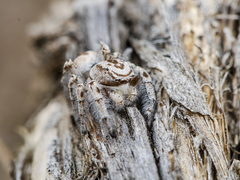 Pseudomogrus zhilgaensis