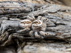 Pseudomogrus zhilgaensis