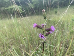 Liatris cylindracea