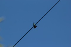 Anthracothorax viridis