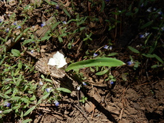 Calochortus minimus