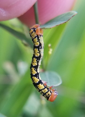 White-tipped Black