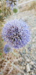 Echinops ritro