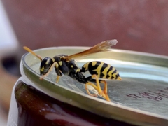 Polistes dominula