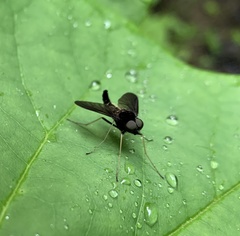 Chrysopilus connexus