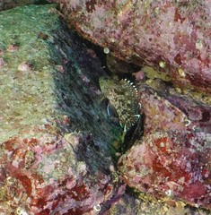 Sebastiscus marmoratus