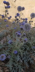 Echinops ritro