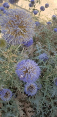 Echinops ritro