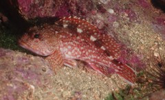 Sebastiscus marmoratus