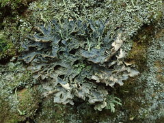 Pseudocyphellaria neglecta