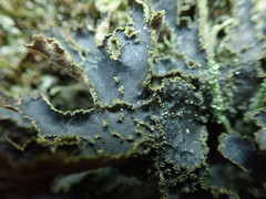 Pseudocyphellaria neglecta