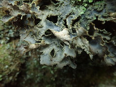 Pseudocyphellaria neglecta