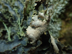 Pseudocyphellaria neglecta