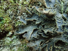 Pseudocyphellaria neglecta