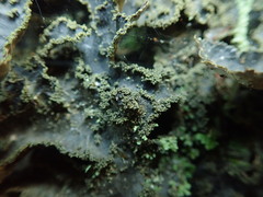 Pseudocyphellaria neglecta