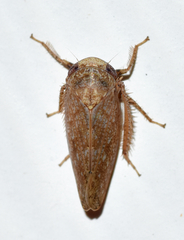 Paraphlepsius continuus