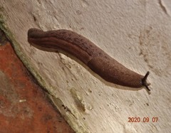 Urocyclus kirkii