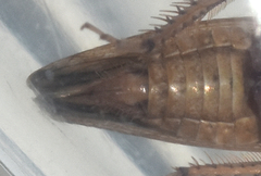 Paraphlepsius continuus