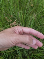 Eragrostis elliottii