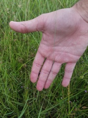Eragrostis elliottii