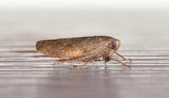 Paraphlepsius continuus