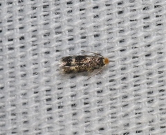 Stigmella variella