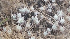 Dudleya virens