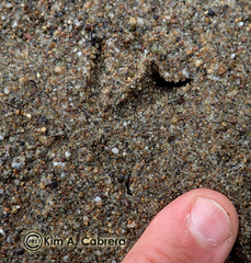 Charadrius vociferus
