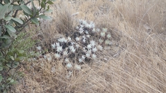 Dudleya virens
