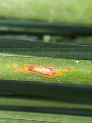 Puccinia scirpi