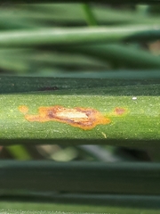 Puccinia scirpi