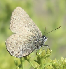 Satyrium behrii