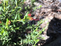 Dodonaea camfieldii