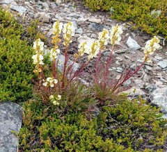 Pedicularis contorta